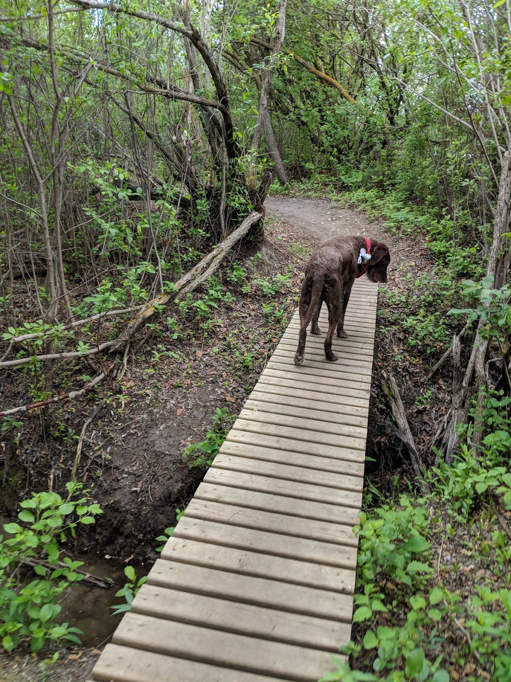 Peturrsons Ravine | Saskatoon, SK S7N 2G7, Canada