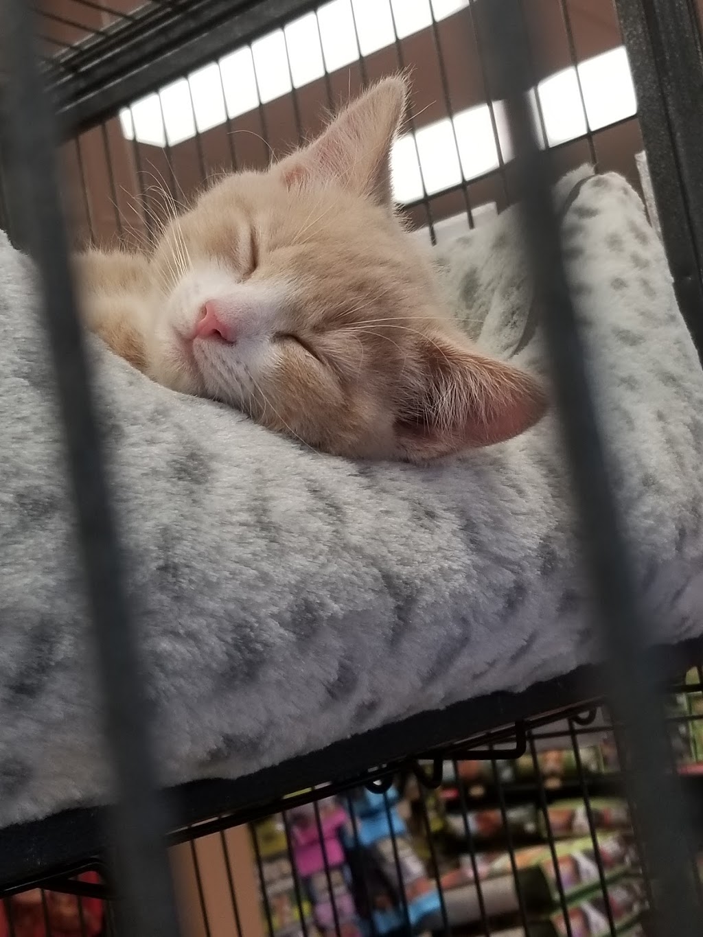 Pet Valu | 4 Robert Angus Dr, Amherst, NS B4H 4R7, Canada | Phone: (902) 667-1666