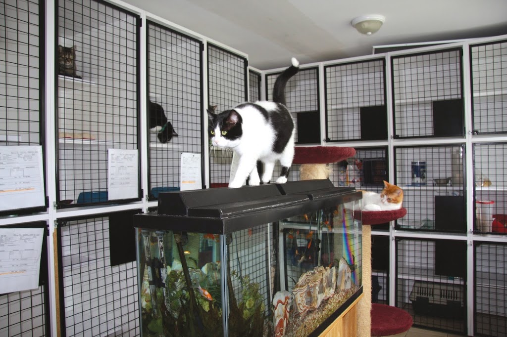 Escarpment Pet Retreat | 6449 Guelph Line, Burlington, ON L7P 0A6, Canada | Phone: (905) 333-0333