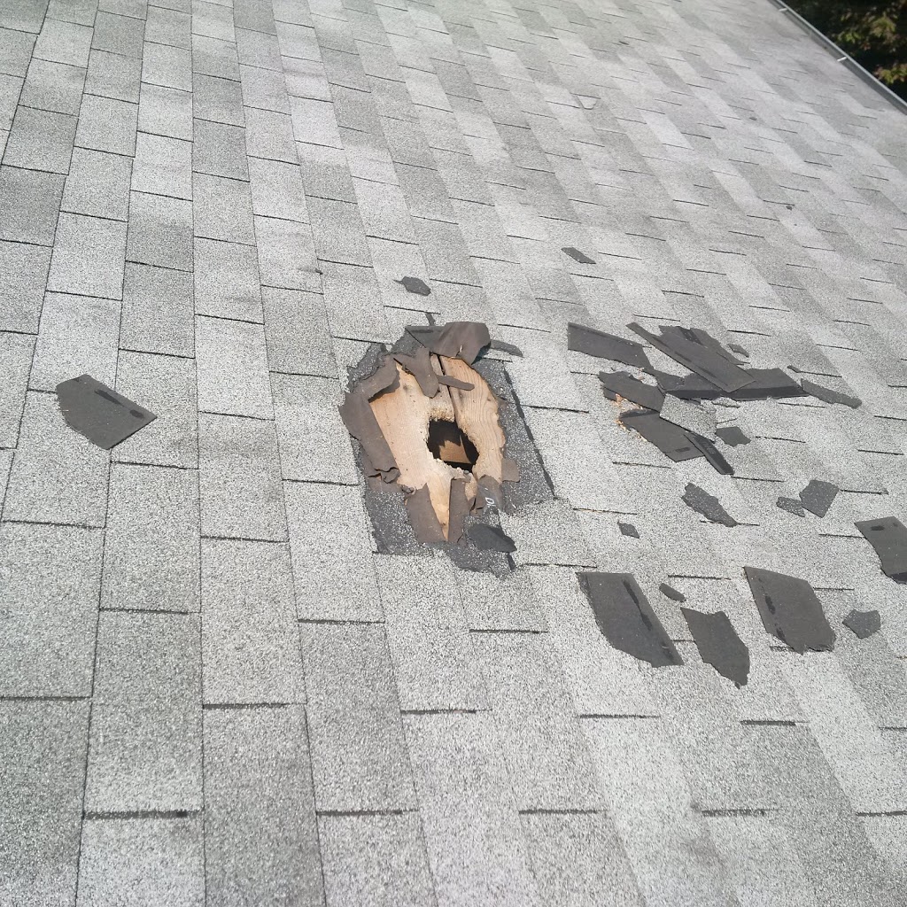 Annex Wildlife Control & Repair | 2831 Kingston Rd, Scarborough, ON M1M 1N2, Canada | Phone: (416) 459-1575