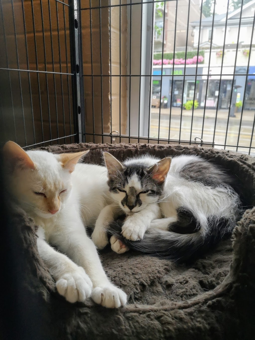 Pet Valu | 2210 Queen St E, Toronto, ON M4E 1E7, Canada | Phone: (416) 693-4456