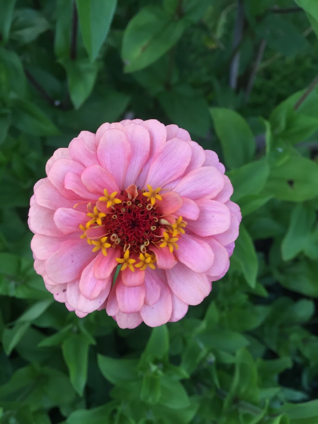 Biggar Blooms | 9820 Biggar Rd, Niagara Falls, ON L0S 1K0, Canada | Phone: (905) 359-6979