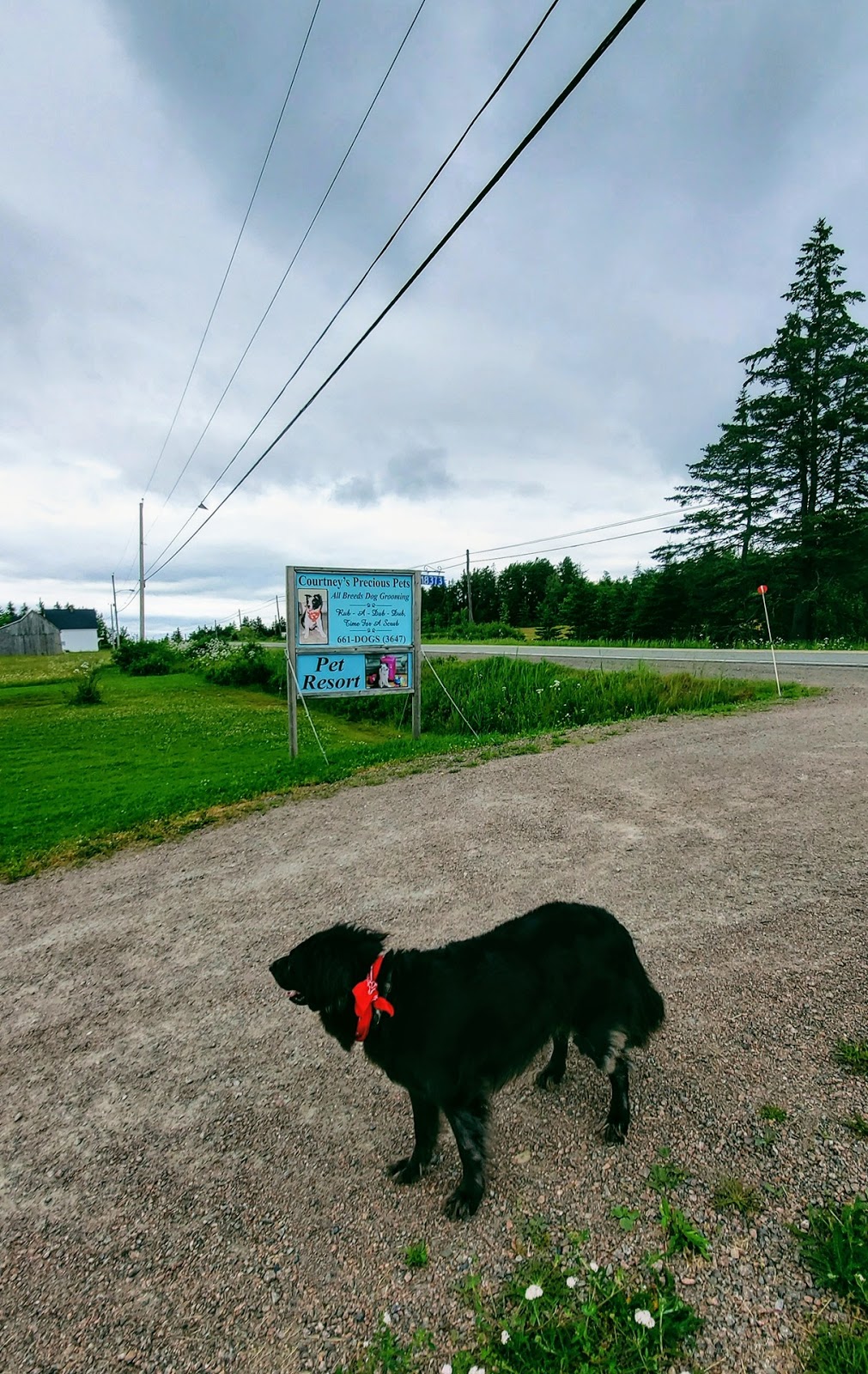Courtneys Precious Pets & Pet Resort | 18373 Nova Scotia Trunk 2, Amherst, NS B4H 3Y4, Canada | Phone: (902) 661-3647