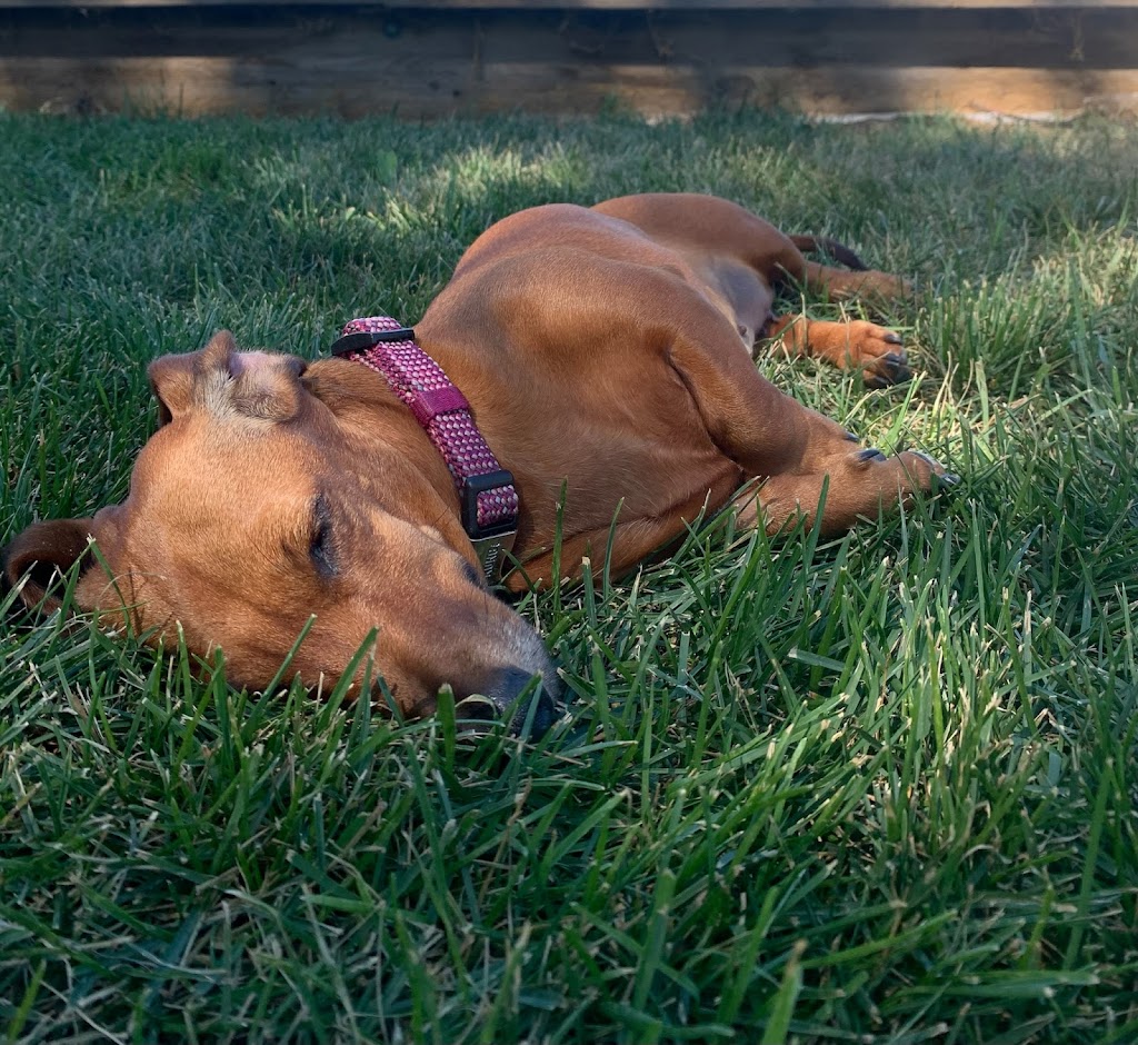 From Dusk Till Dawg Pet Services | 130 Auburn Meadows View SE, Calgary, AB T3M 2P3, Canada | Phone: (403) 605-7627