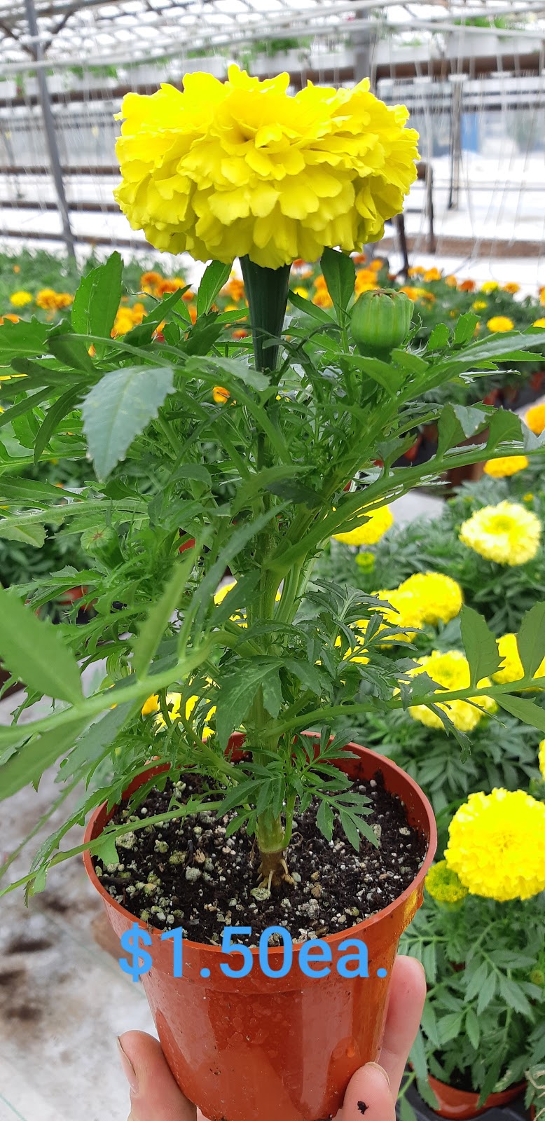 C&A Flowers & Vegetables | 597 ON-77, Leamington, ON N8H 3V8, Canada | Phone: (519) 564-6442