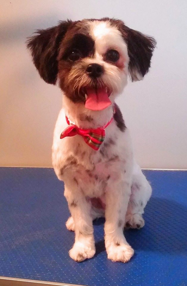 Stephs Dog Grooming | 67 Woodstock St S, Tavistock, ON N0B 2R0, Canada | Phone: (226) 749-0879