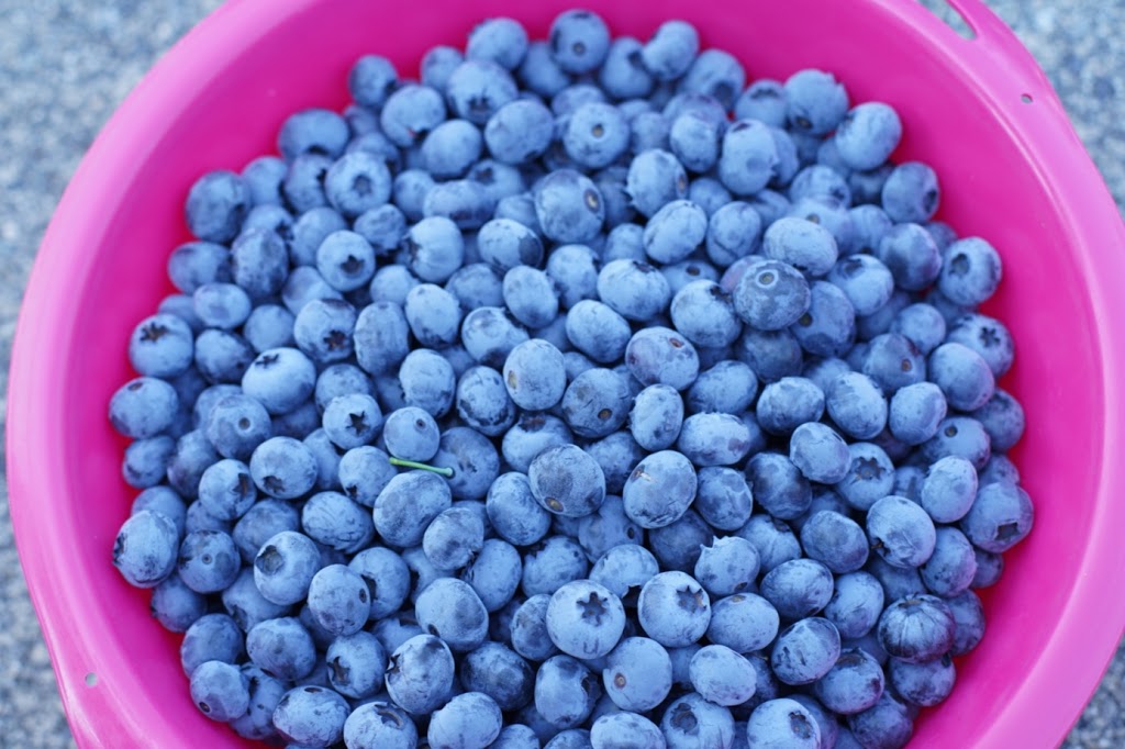 Doremi Blueberry Farm | 20006 Old Dewdney Trunk Rd, Pitt Meadows, BC V3Y 1Z1, Canada | Phone: (778) 886-9237