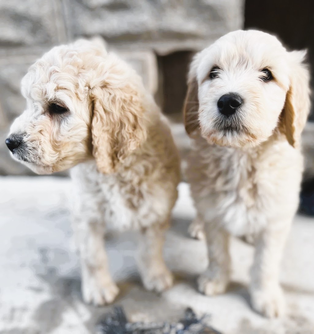 Garden Doodles | 383819 Salford Rd, Salford, ON N0J 1W0, Canada | Phone: (519) 788-1377