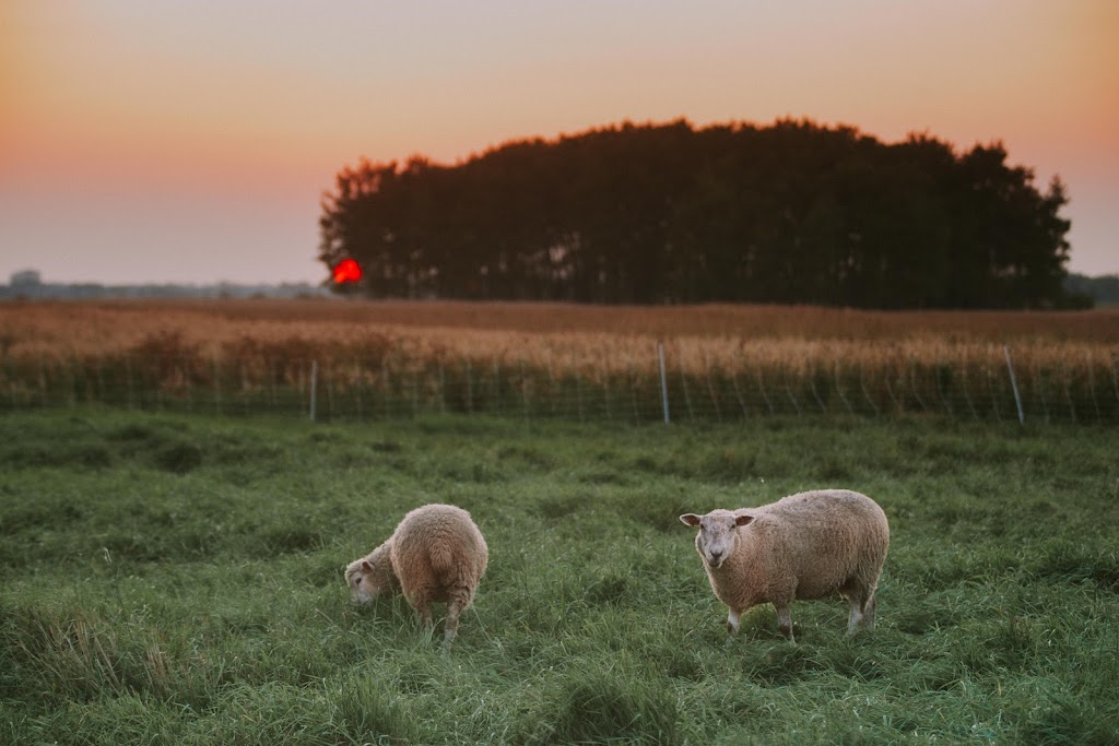 Ferme Fiola Farm | 50178 Municipal Rd 41e, Ste-Geneviève, MB R5J 0B9, Canada | Phone: (204) 422-5967