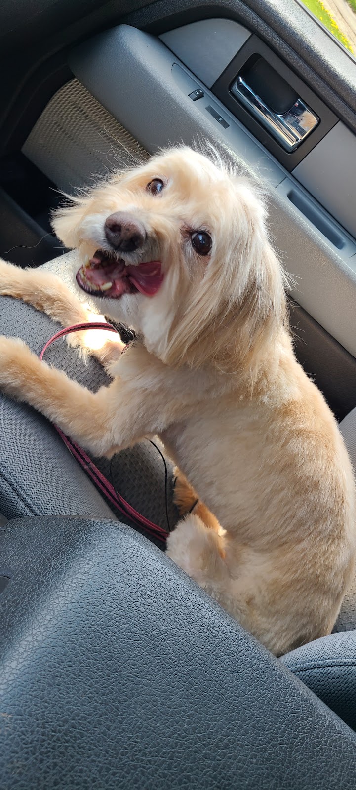 MaryAnnes Pampered Pooch | Graystone and clare area, Welland, ON L3C 6G7, Canada | Phone: (289) 821-3185