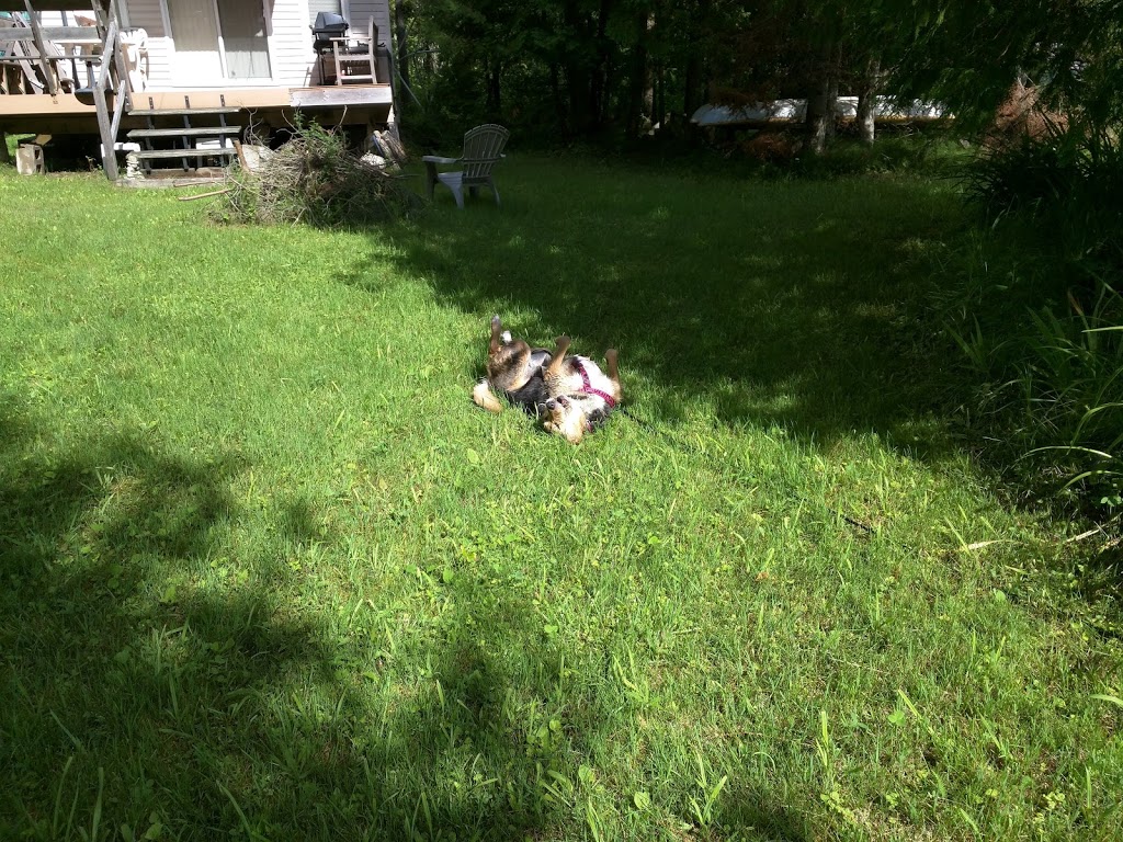 Morans Cabins | 5505 Calabogie Rd, Calabogie, ON K0J 1H0, Canada | Phone: (613) 883-0550
