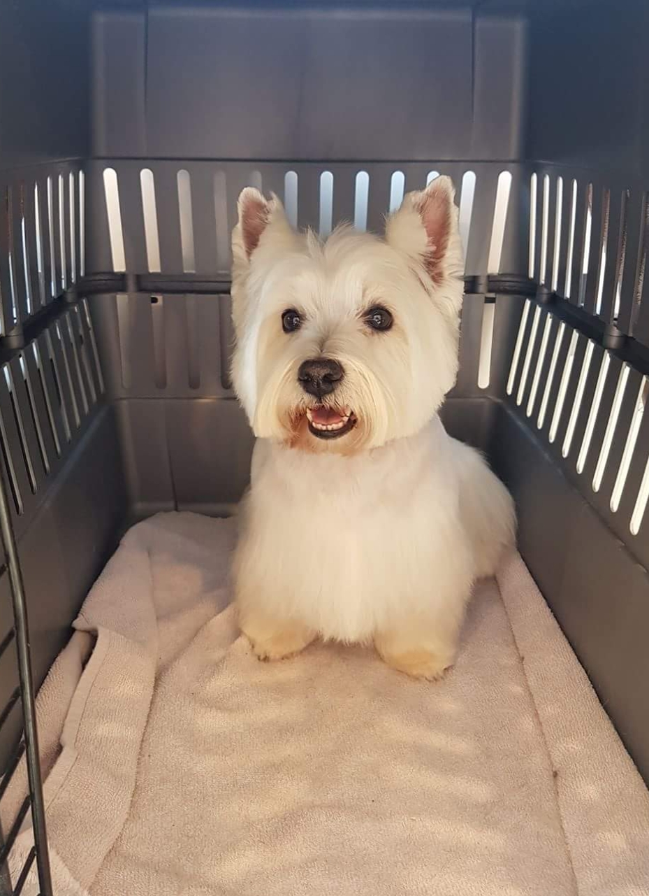 Mutts On Maple | 6216 Maple Dr, Osoyoos, BC V0H 1V3, Canada | Phone: (250) 495-2977