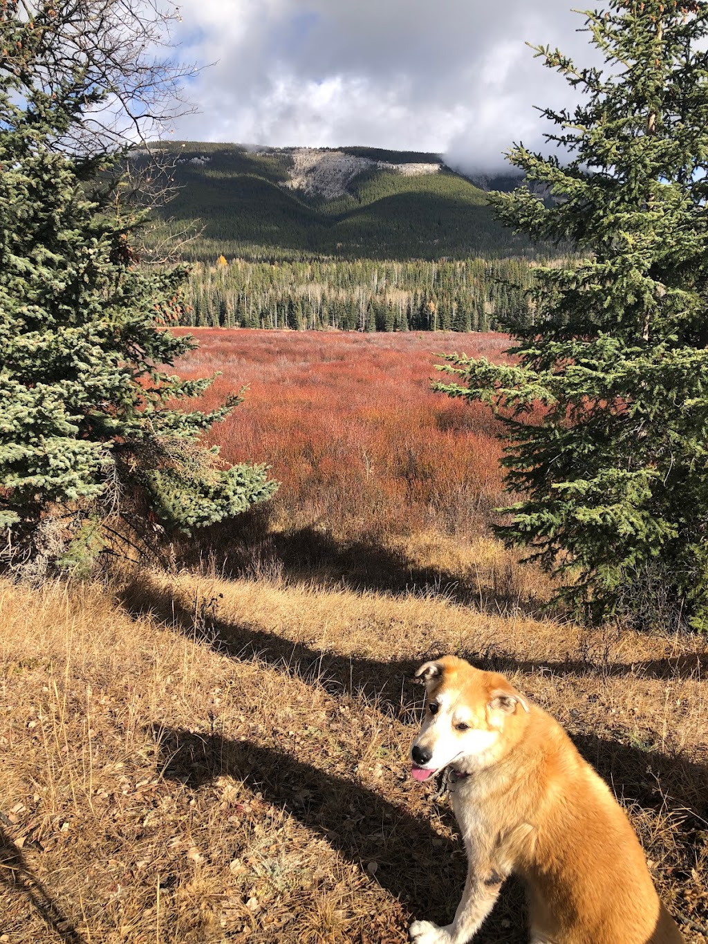 Coliseum Mountain Staging Area | Clearwater County, AB T0M 2H0, Canada | Phone: 310-0000
