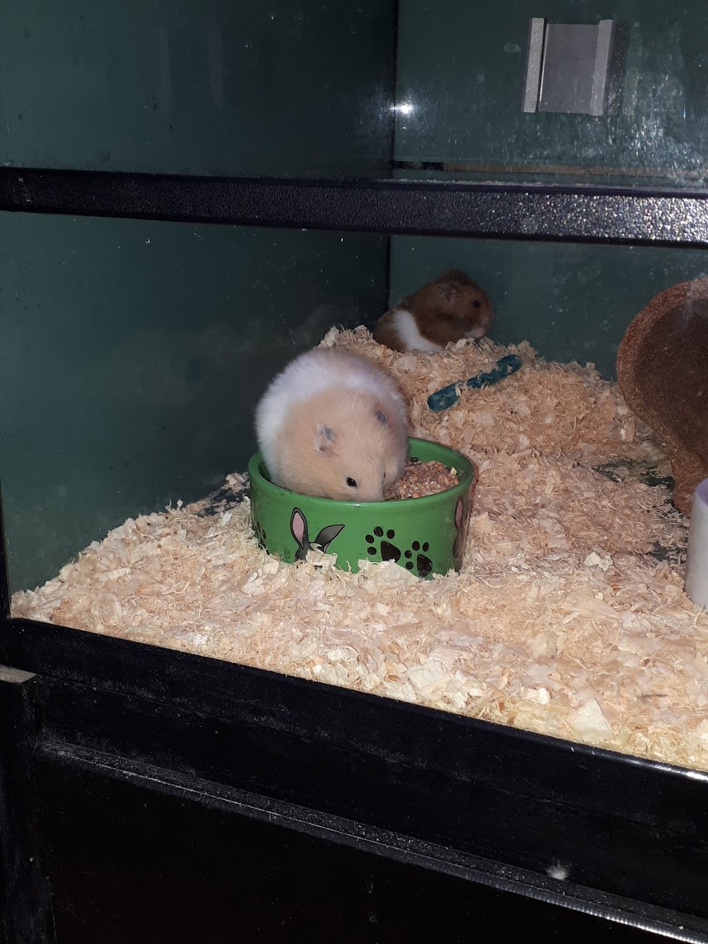 Pet Valu | 120 Thames St N, Ingersoll, ON N5C 4B1, Canada | Phone: (519) 425-1544