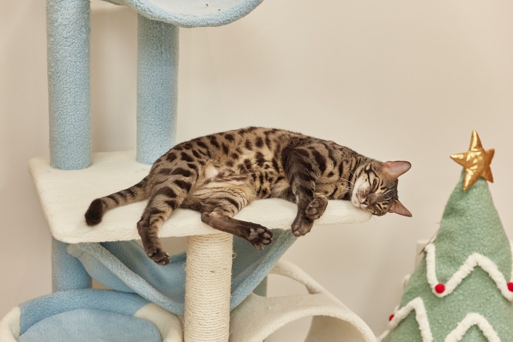 Chubby Meows Cat Hotel | 12285 Yonge St, Richmond Hill, ON L4E 3M7, Canada | Phone: (437) 973-1819