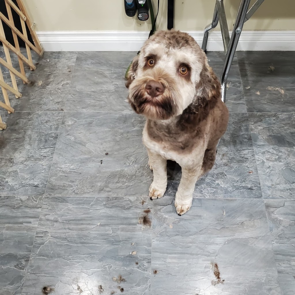CCs Pet Spaw | 1124 Fern Ridge Dr, Mill Bay, BC V0R 2P2, Canada | Phone: (250) 686-8260