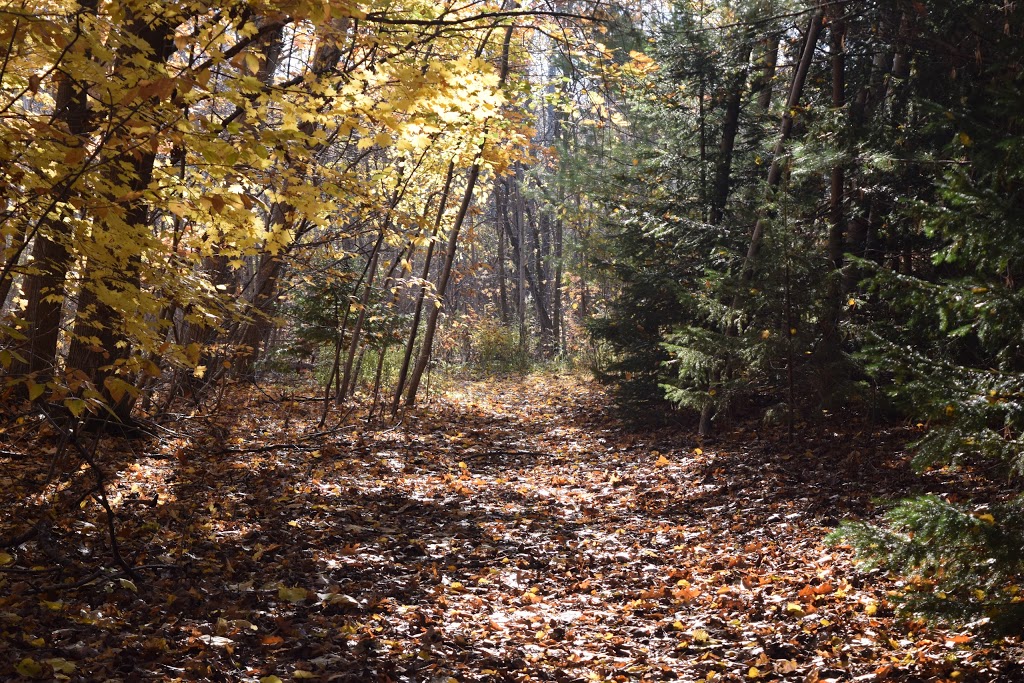 Lambton United Church Camp | Canada, 6602 Lakeshore Rd, Lambton Shores, ON N0N 1J7, Canada | Phone: (519) 786-5663