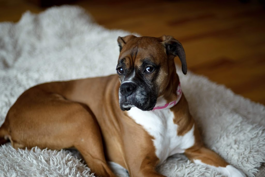 Kenzies K9s On The Shore | 57 Stella Dr, Porters Lake, NS B0J 1N0, Canada | Phone: (902) 281-2440