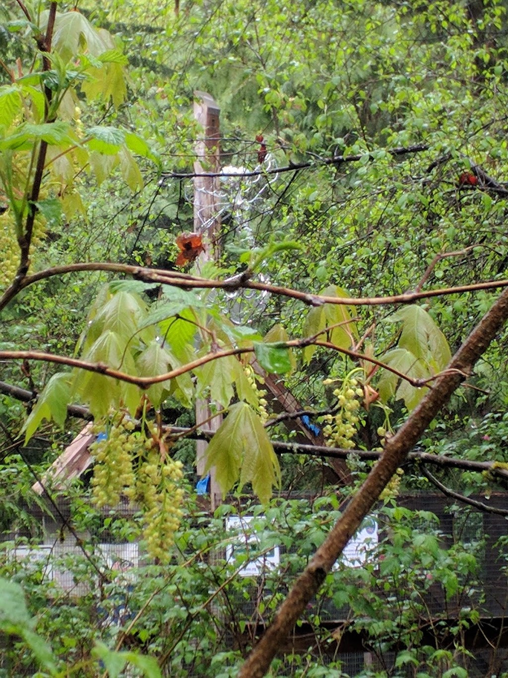 Hoy Creek Linear Park | Coquitlam, BC V3B 7C6, Canada | Phone: (604) 927-3000