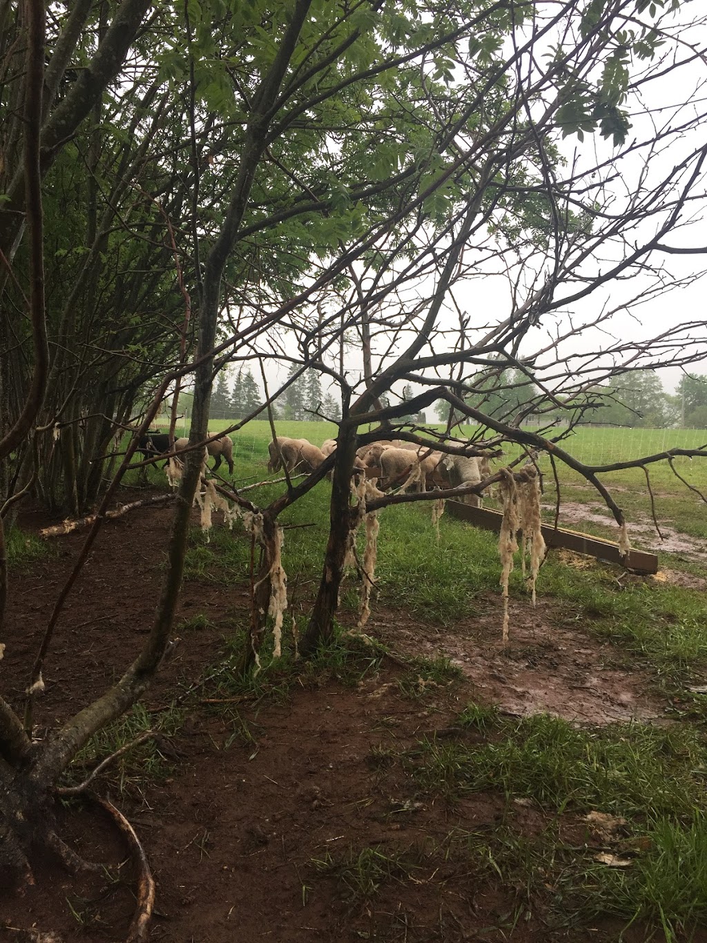 Harmony Meadow Farm | 3130 Garfield Rd, Belfast, PE C0A 1A0, Canada | Phone: (902) 659-2550