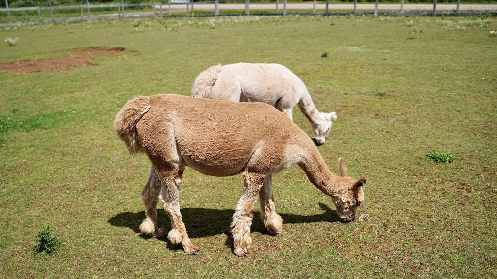 Green Gable Alpacas | 5627 PE-12, Tyne Valley, PE C0B 2C0, Canada | Phone: (902) 303-0647