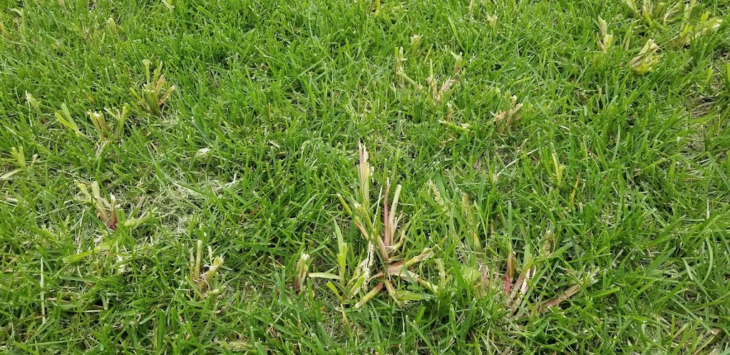 Delta Landscaping Inc. | 23 Henry Pehrson Cove, Winnipeg, MB R2N 3C1, Canada | Phone: (204) 232-2233