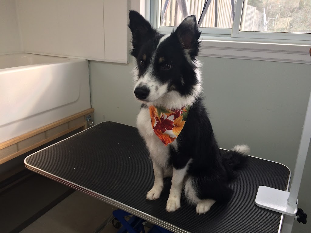Hometown Kennels And Grooming | 421 Oxford 2, Princeton, ON N0J 1V0, Canada | Phone: (519) 536-0954
