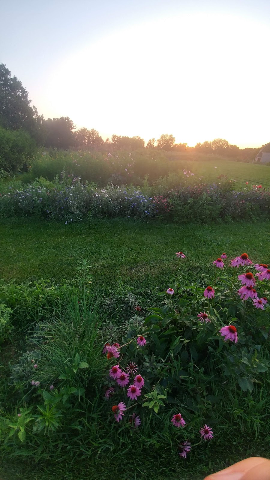 Maple Haven Farm | 54710 Heritage Line, Straffordville, ON N0J 1Y0, Canada | Phone: (519) 877-9066