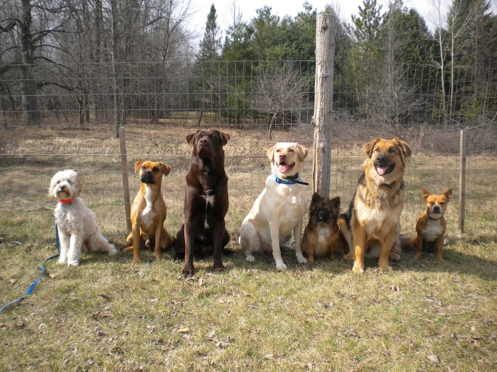 Kates K9 Services | 425 Cuckoos Nest Rd, Beckwith, ON K7A 4S7, Canada | Phone: (613) 608-4742