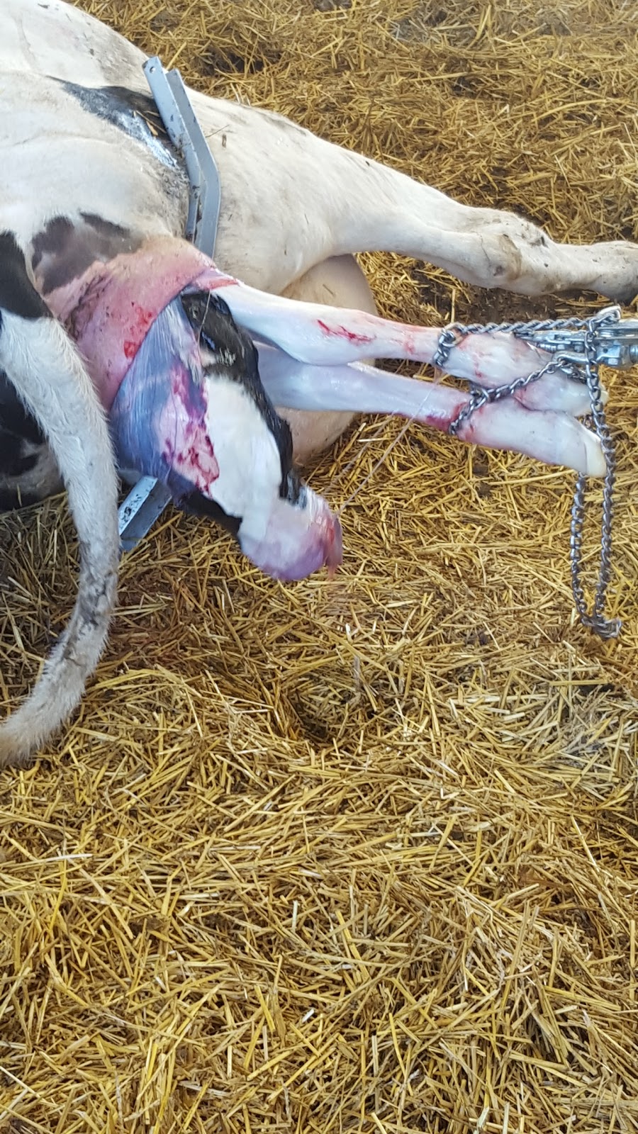 Donevelyn Farms Ltd. | 4053 Yorks Corners Rd, Metcalfe, ON K0A 2P0, Canada | Phone: (613) 227-7776