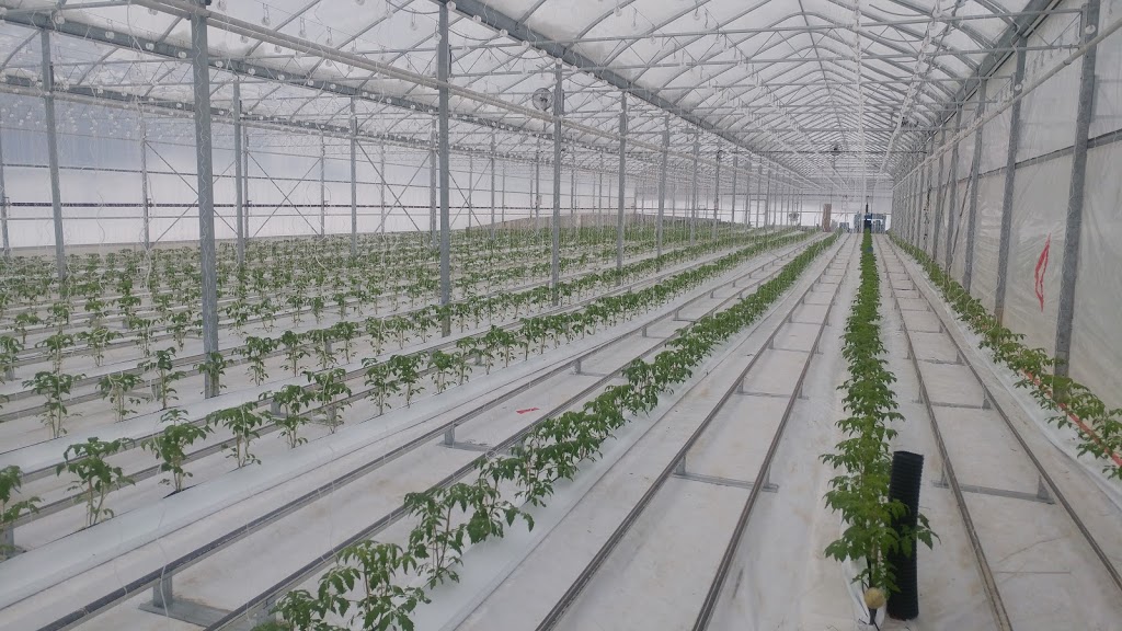 Casteels Greenhouses Ltd. | 909 Centreton Rd, Baltimore, ON K0K 1C0, Canada | Phone: (905) 349-2250