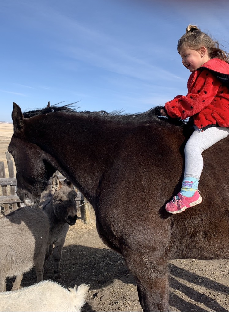 Happy Soles Fun Farm | 194063, Range Rd 245, AB T0L 1P0, Canada | Phone: (403) 800-2283