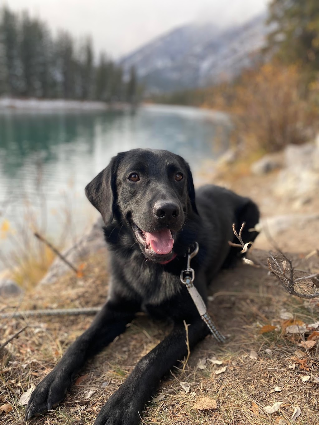 Penser Chien | 1132 Rang du Brûlé, Saint-Antoine-sur-Richelieu, QC J0L 1R0, Canada | Phone: (438) 883-0915