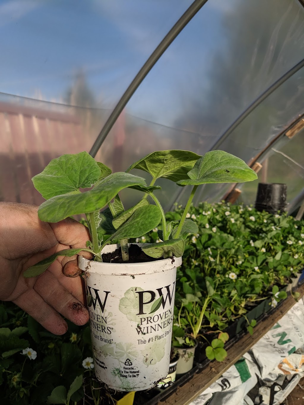 Goodwins Greens | 1579 Fanshawe Park Rd E, London, ON N5X 3Z9, Canada | Phone: (519) 520-2851