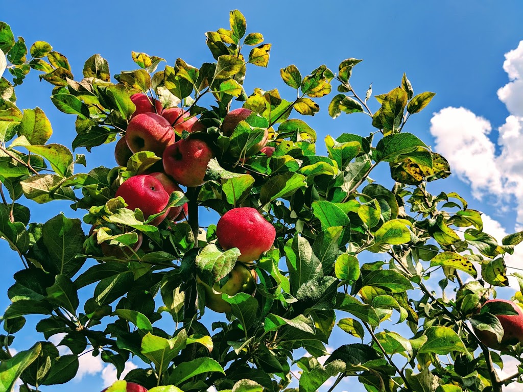 JC Agri Orchards | 3105 16th Sideroad, King City, ON L7B 1A3, Canada | Phone: (705) 817-0943