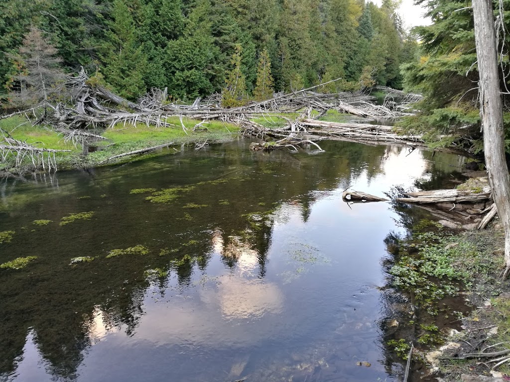 Feversham Gorge - Madeleine Graydon Memorial Conservation Area | 106 River Rd, Feversham, ON N0C 1C0, Canada | Phone: (519) 376-3076