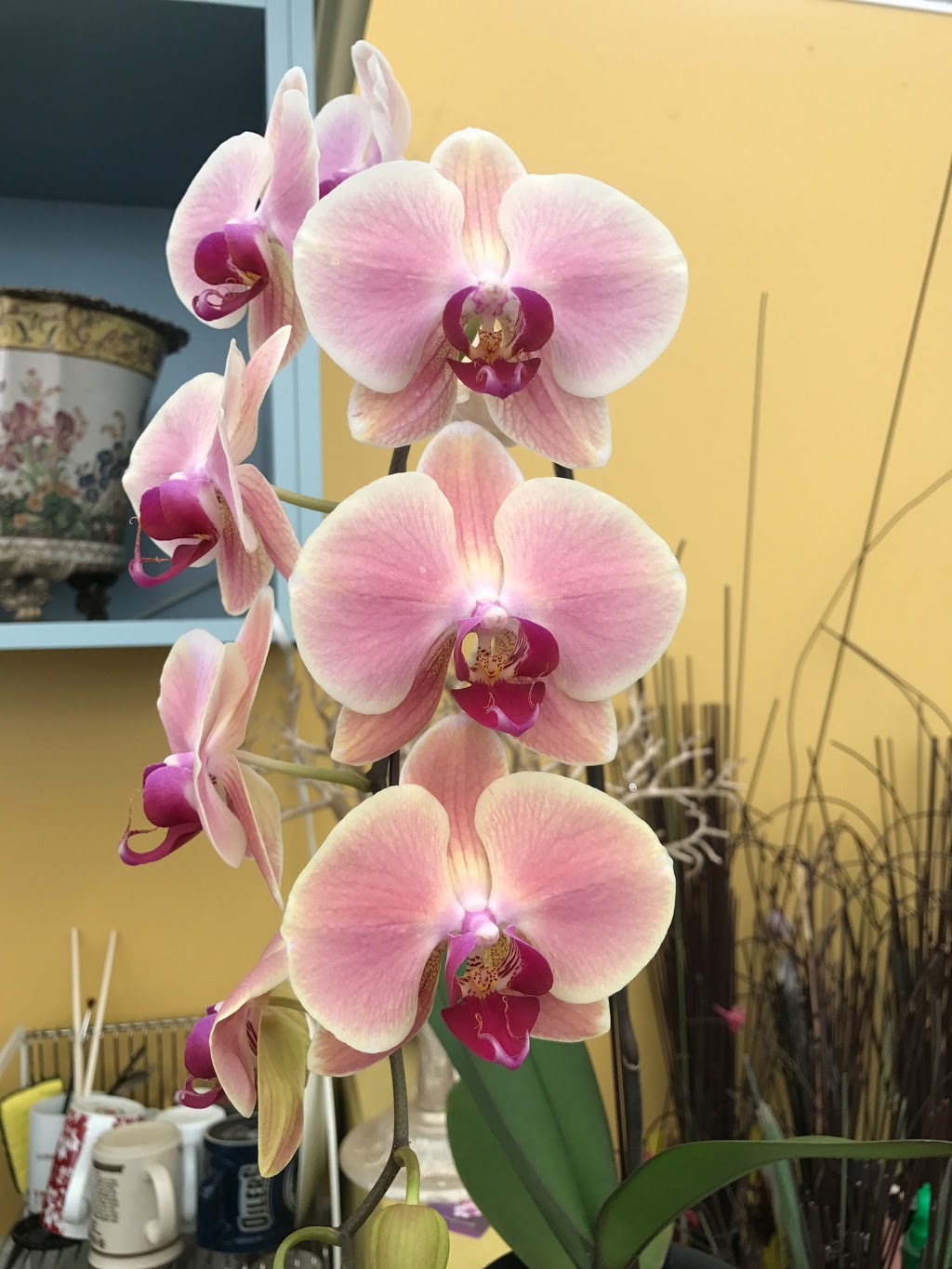 Oriental Orchids Ltd. | 6039 12th Ave, Burnaby, BC V3N 2J2, Canada | Phone: (604) 515-7133