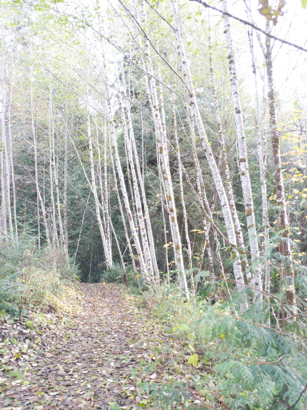 Burnett Falls Park | 5332 Burnett Rd, Sechelt, BC V0N 3A4, Canada