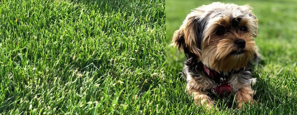 4Paws 1Pup | 1870 Grillo Dr, LaSalle, ON N9H 2L9, Canada | Phone: (226) 975-6323