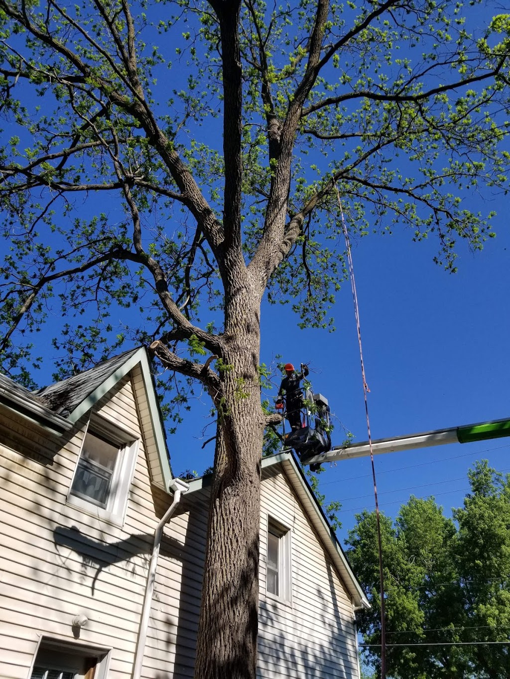 Cory’s tree services | 2 George St, Cookstown, ON L0L 1L0, Canada | Phone: (905) 751-8806