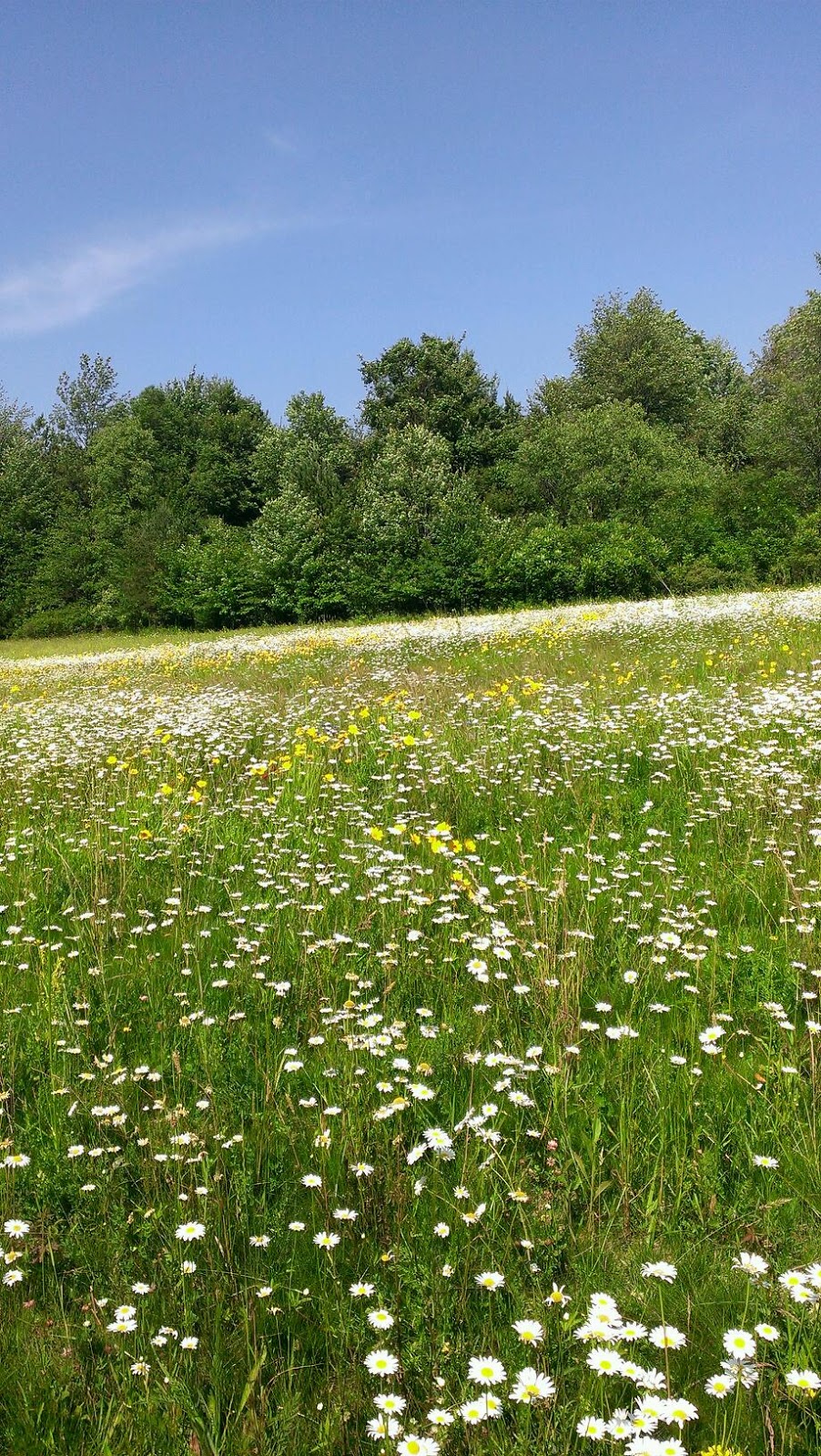 Town of Brant Town Park | 1020 Brant Farnham Rd, Irving, NY 14081, USA