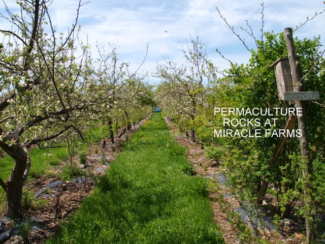 Les Fermes Miracle Farms | 2034 Chemin de la Rivière-La Guerre, St-Anicet, QC J0S 1B0, Canada | Phone: (514) 830-9640
