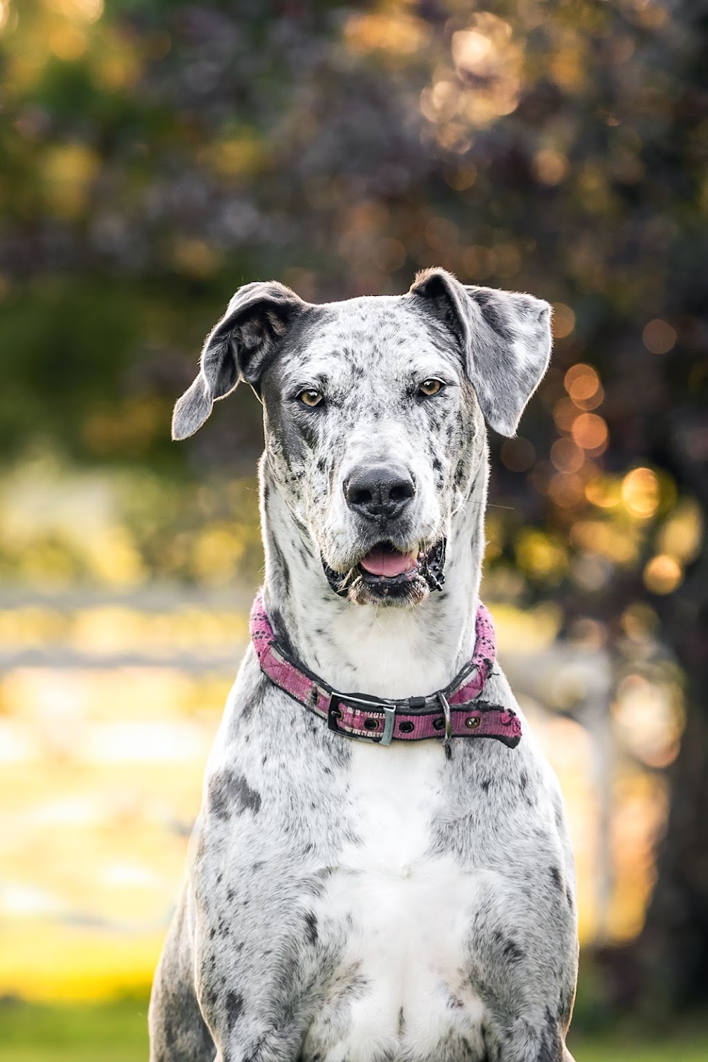 Oh My Dog Walking & Pet Photography | 24 Shelley Ave, St. Catharines, ON L2N 5L5, Canada | Phone: (905) 933-1035
