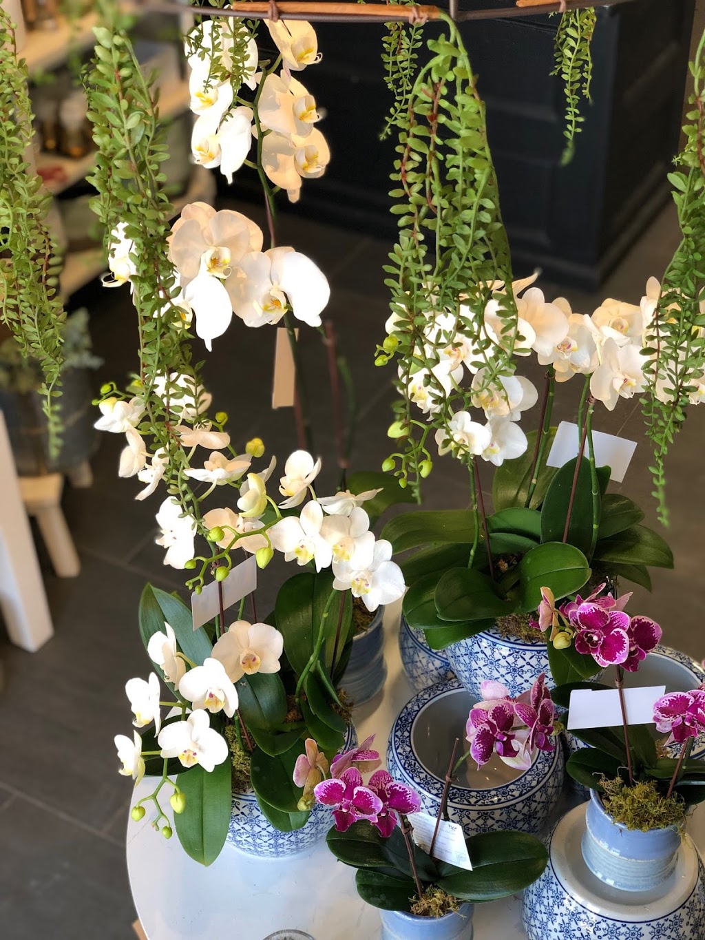 Orchid Florist | 7787 Yonge St, Thornhill, ON L3T 2C4, Canada | Phone: (905) 731-5827
