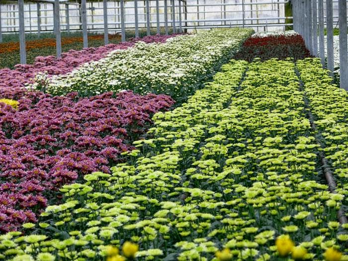 Vandermeer Greenhouses | 2021 Four Mile Creek Rd, Niagara-on-the-Lake, ON L0S 1J0, Canada | Phone: (905) 468-2827
