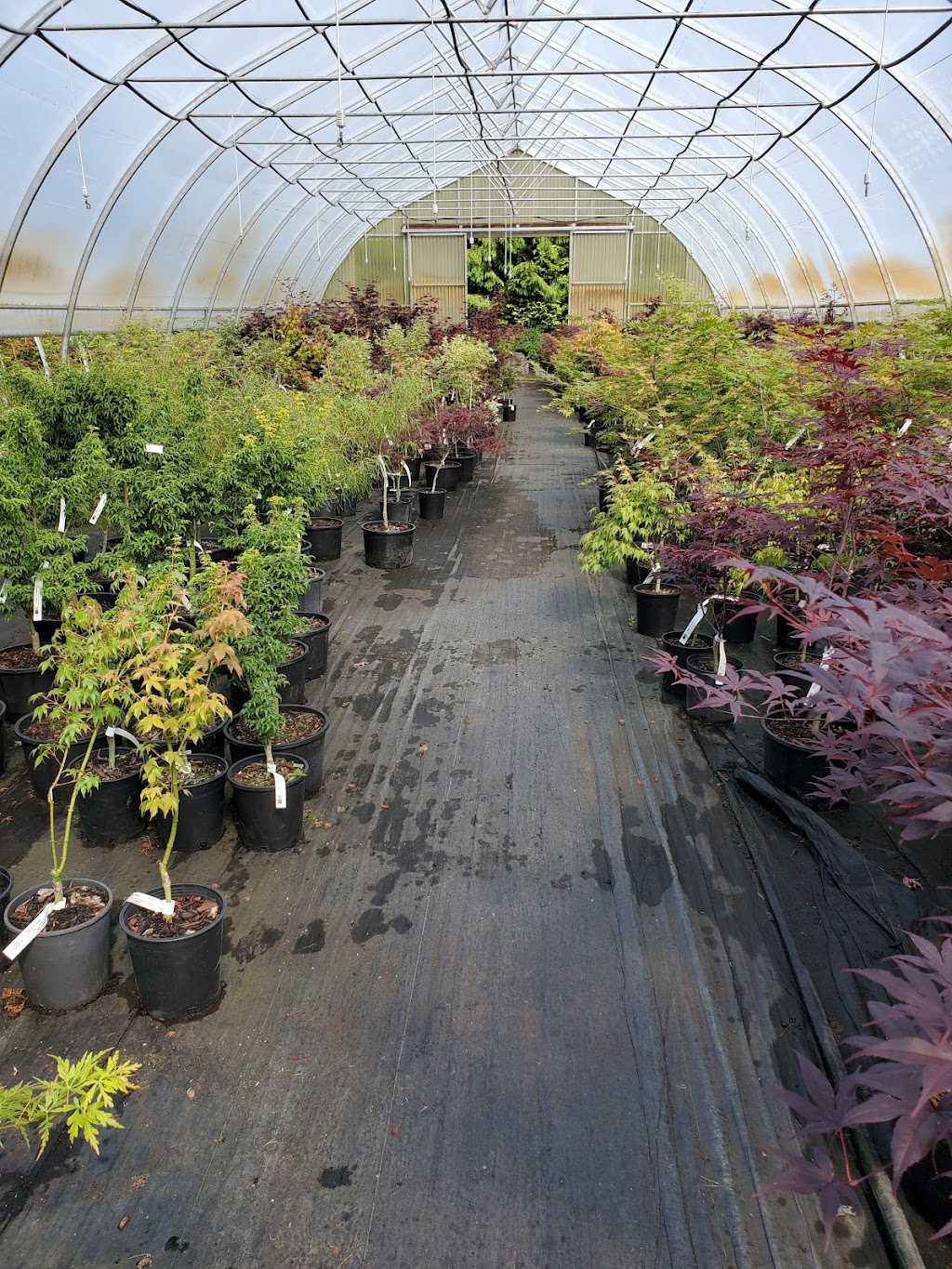 Outback Nursery & Garden Centre | 6016 Headquarters Rd, Courtenay, BC V9J 1M7, Canada | Phone: (250) 703-0723