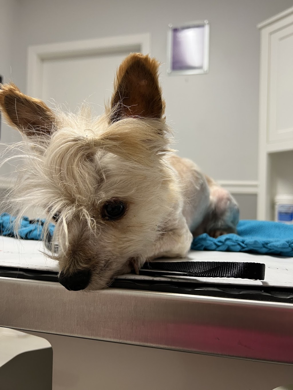 Eagle Ridge Veterinary Hospital | 5595 Sunshine Coast Hwy, Sechelt, BC V0N 3A0, Canada | Phone: (604) 885-5158