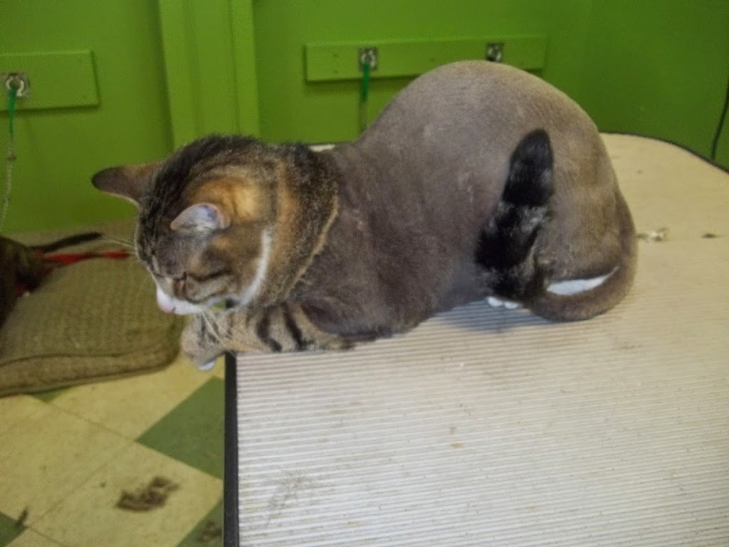 Pawsitively Purrfect Pet Spa | 755 Lake Bonavista Dr SE, Calgary, AB T2J 0N3, Canada | Phone: (403) 258-3322