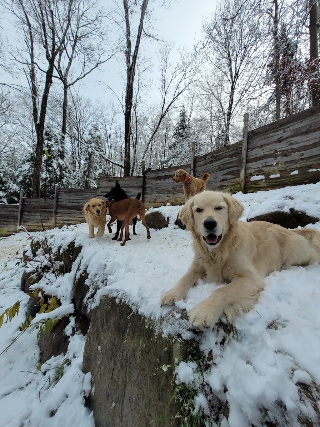 Complexe Canin PsychoPattes | 4100 Bd de Sainte-Adèle, Sainte-Adèle, QC J8B 2N7, Canada | Phone: (438) 998-5852