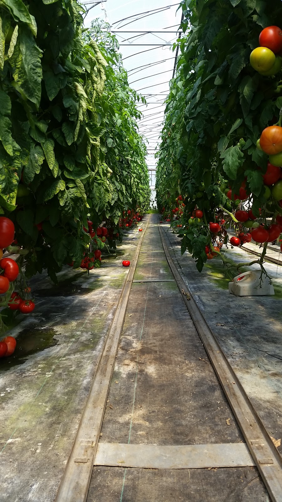 Red Barn Berries | 744716 County Rd 17, Woodstock, ON N4S 7V7, Canada | Phone: (519) 537-3756